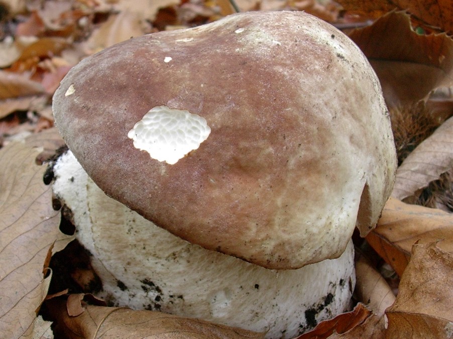 500 Novembre vecchio ritrovamento